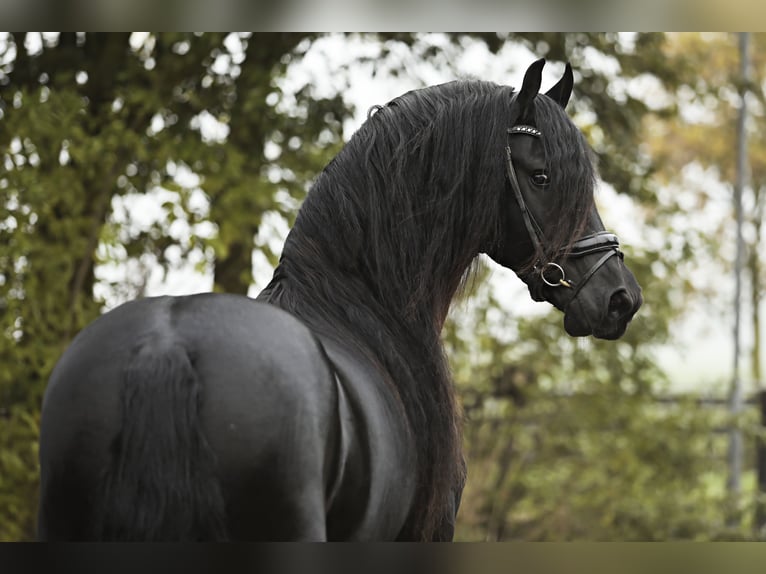 Fries paard Hengst 4 Jaar 166 cm Zwart in Britswert