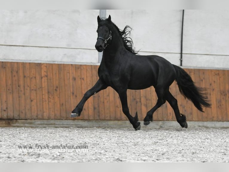 Fries paard Hengst 4 Jaar 166 cm Zwart in Mijnsheerenland