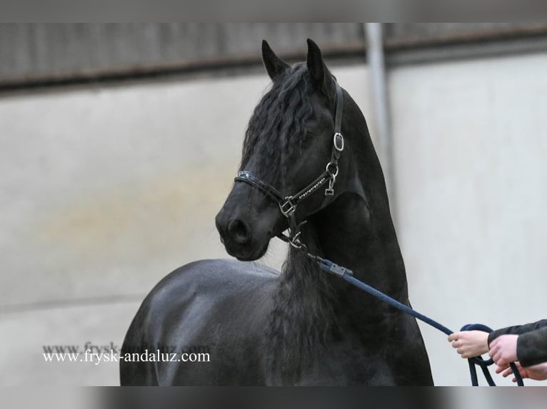 Fries paard Hengst 4 Jaar 166 cm Zwart in Mijnsheerenland
