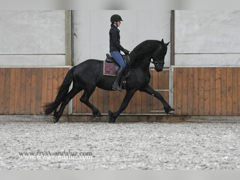Fries paard Hengst 4 Jaar 166 cm Zwart in Mijnsheerenland