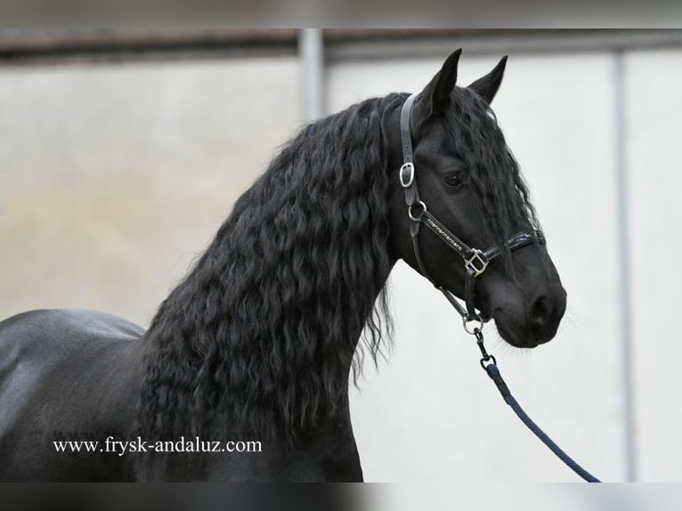 Fries paard Hengst 4 Jaar 166 cm Zwart in Mijnsheerenland