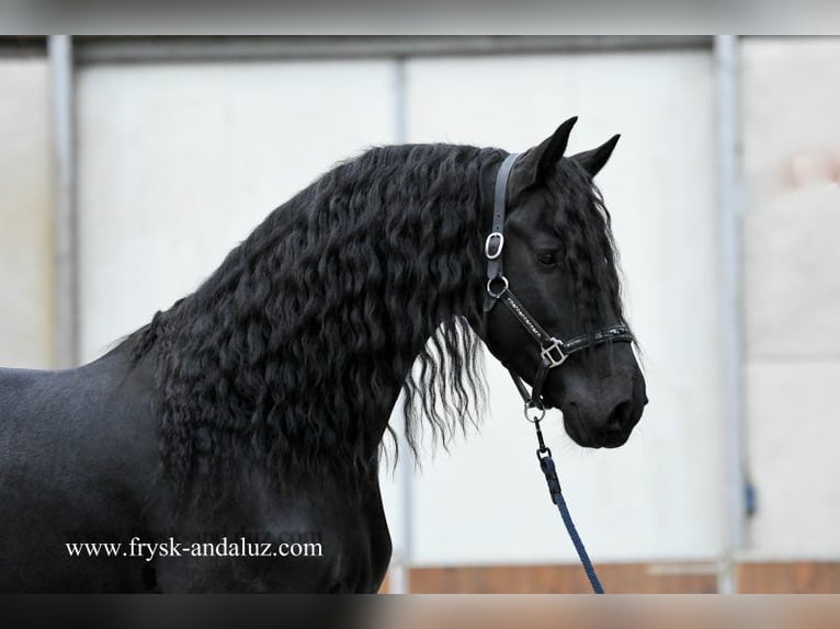 Fries paard Hengst 4 Jaar 166 cm Zwart in Mijnsheerenland
