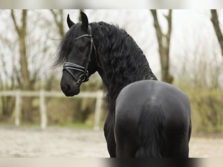 Fries paard Hengst 4 Jaar 166 cm Zwart in britswerd