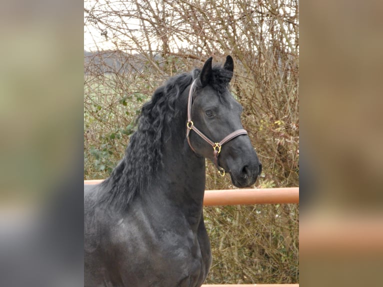 Fries paard Hengst 4 Jaar 166 cm Zwart in Ochtendung