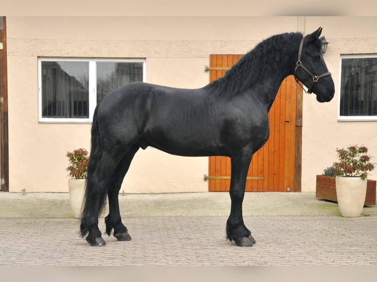 Fries paard Hengst 4 Jaar 166 cm Zwart in Ochtendung