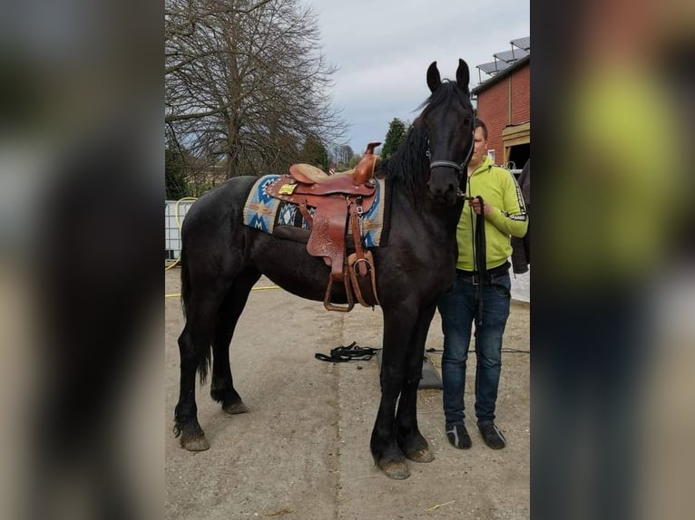 Fries paard Hengst 4 Jaar 167 cm Zwart in Kevelaer