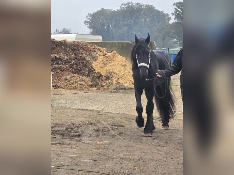 Fries paard Hengst 4 Jaar 167 cm Zwart in Kevelaer