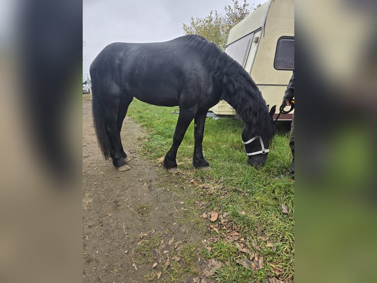 Fries paard Hengst 4 Jaar 167 cm Zwart in Kevelaer