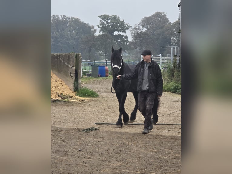 Fries paard Hengst 4 Jaar 167 cm Zwart in Kevelaer