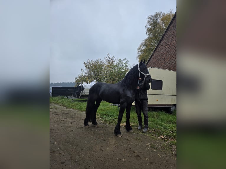 Fries paard Hengst 4 Jaar 167 cm Zwart in Kevelaer