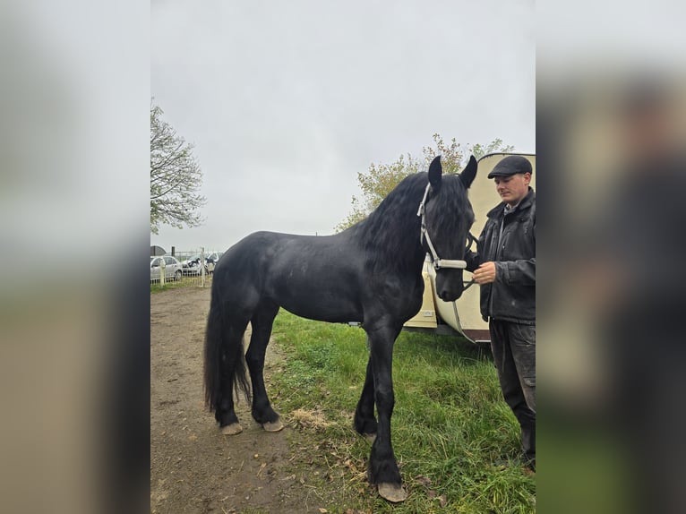 Fries paard Hengst 4 Jaar 167 cm Zwart in Kevelaer