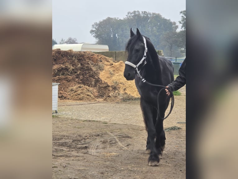 Fries paard Hengst 4 Jaar 167 cm Zwart in Kevelaer