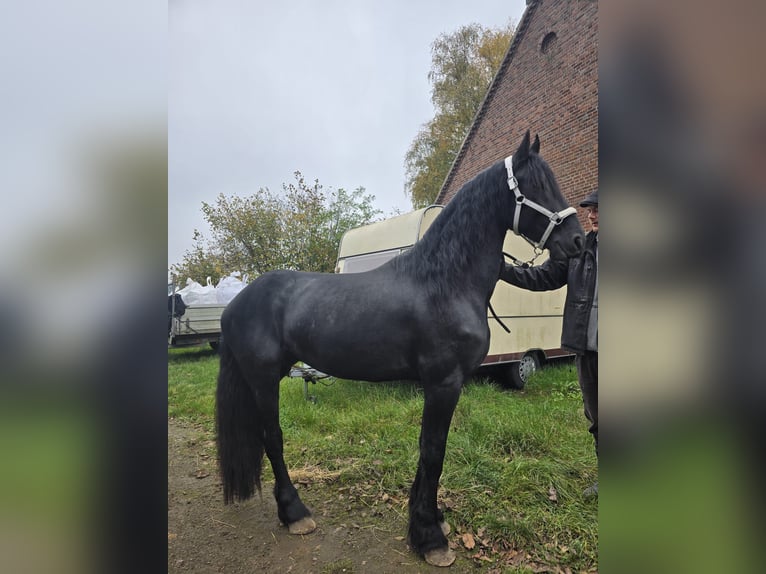 Fries paard Hengst 4 Jaar 167 cm Zwart in Kevelaer