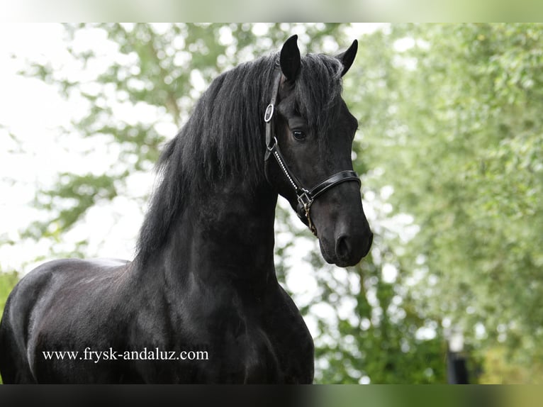 Fries paard Hengst 4 Jaar 167 cm Zwart in Mijnsheerenland