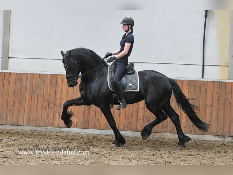 Fries paard Hengst 4 Jaar 167 cm Zwart in Mijnsheerenland