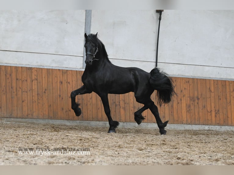 Fries paard Hengst 4 Jaar 167 cm Zwart in Mijnsheerenland