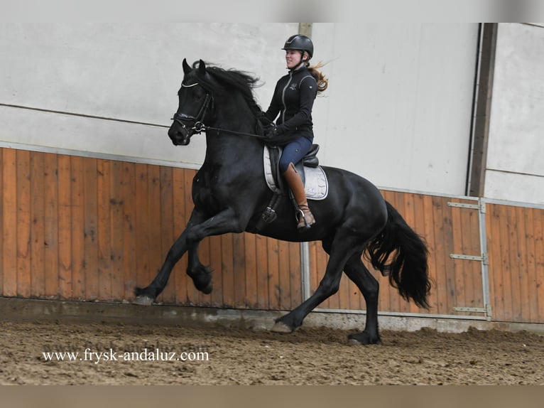 Fries paard Hengst 4 Jaar 167 cm Zwart in Mijnsheerenland