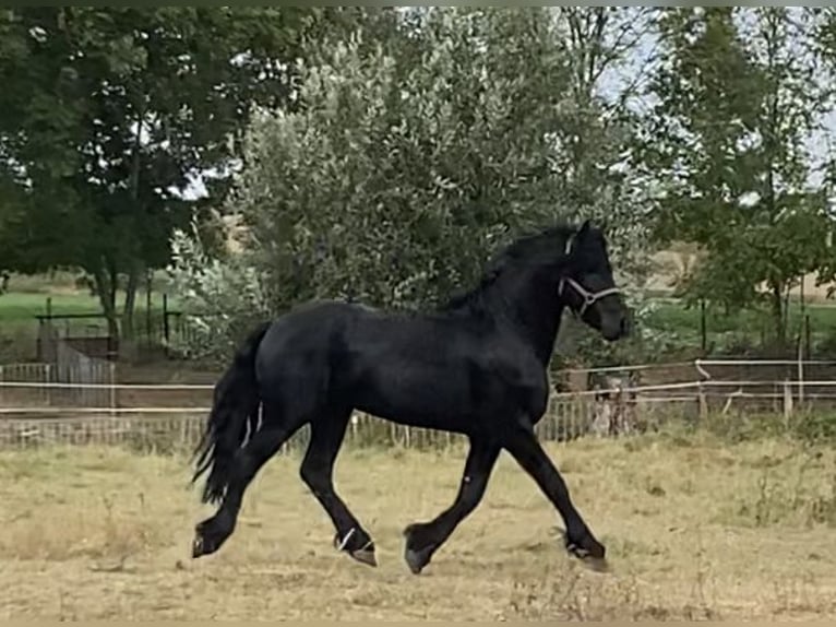 Fries paard Hengst 4 Jaar 168 cm Zwart in Göhren