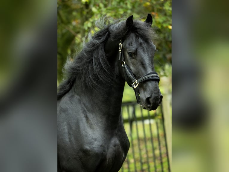 Fries paard Hengst 4 Jaar 168 cm Zwart in Spijk