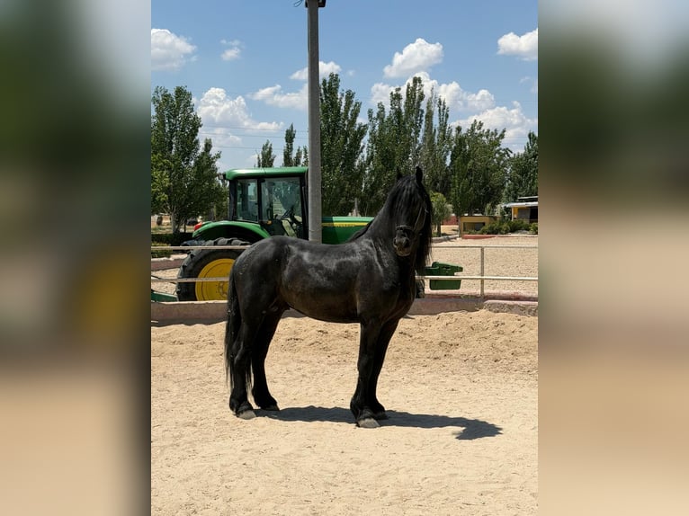 Fries paard Hengst 4 Jaar 168 cm Zwart in Madrid