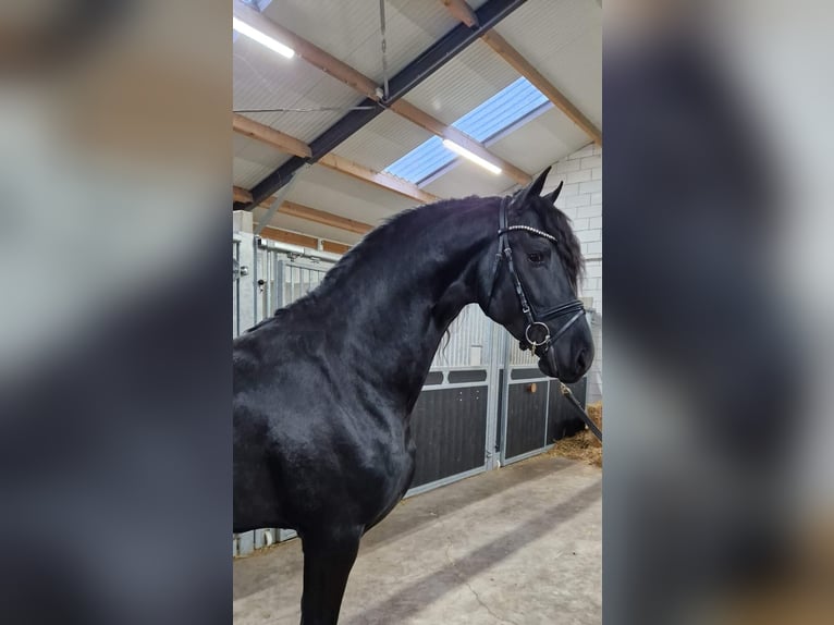 Fries paard Hengst 4 Jaar 168 cm Zwart in Bladel