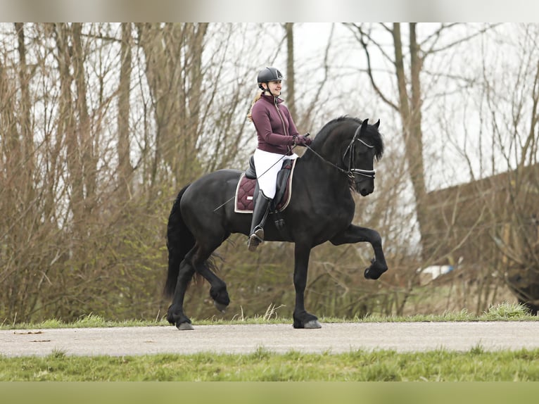 Fries paard Hengst 4 Jaar 169 cm Zwart in Britswert