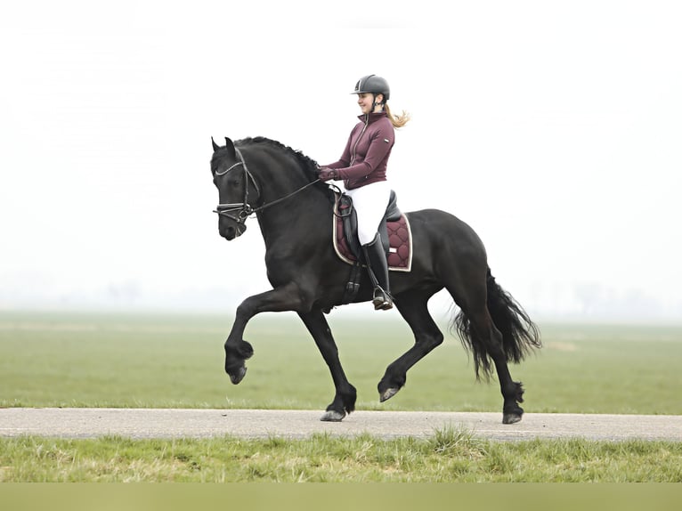 Fries paard Hengst 4 Jaar 169 cm Zwart in Britswert