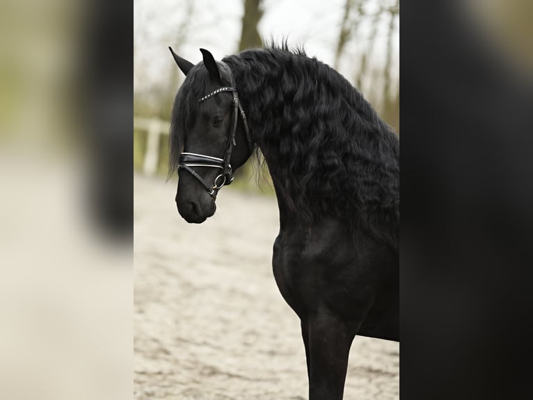 Fries paard Hengst 4 Jaar 169 cm Zwart in Britswert