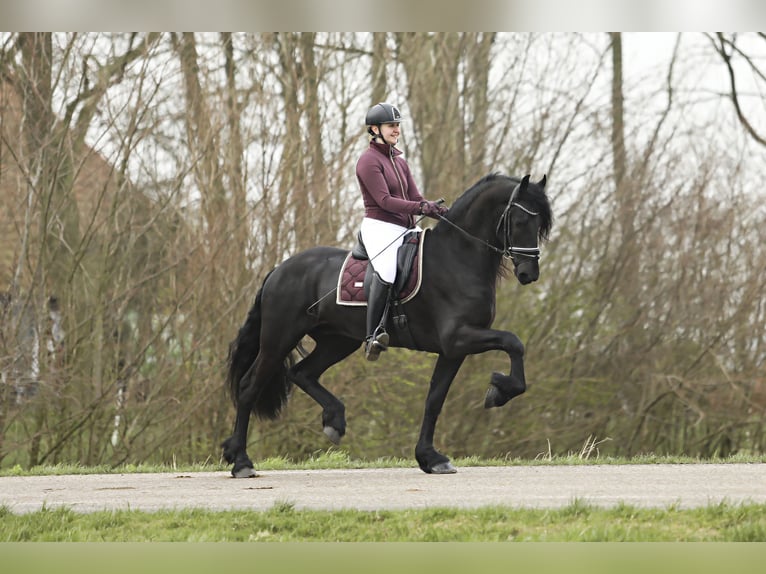 Fries paard Hengst 4 Jaar 169 cm Zwart in Britswert