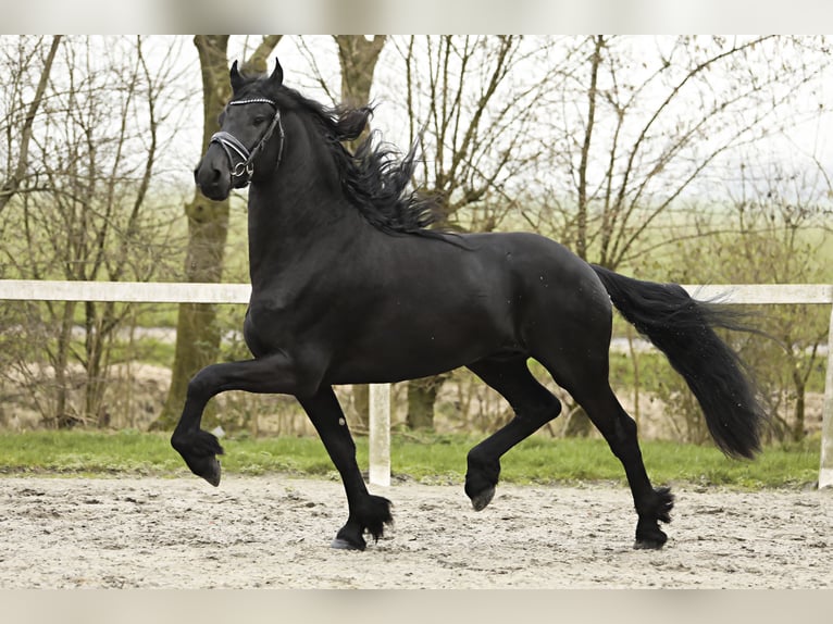 Fries paard Hengst 4 Jaar 169 cm Zwart in Britswert