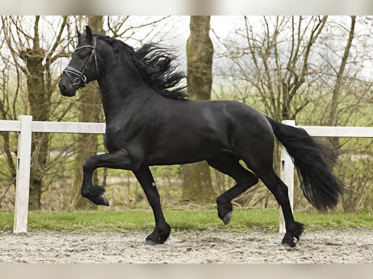 Fries paard Hengst 4 Jaar 169 cm Zwart in Britswert