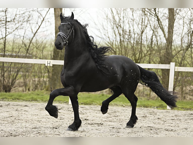 Fries paard Hengst 4 Jaar 169 cm Zwart in Britswert