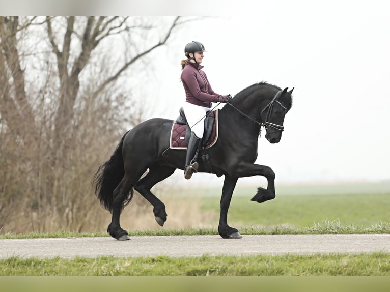 Fries paard Hengst 4 Jaar 169 cm Zwart in Britswert