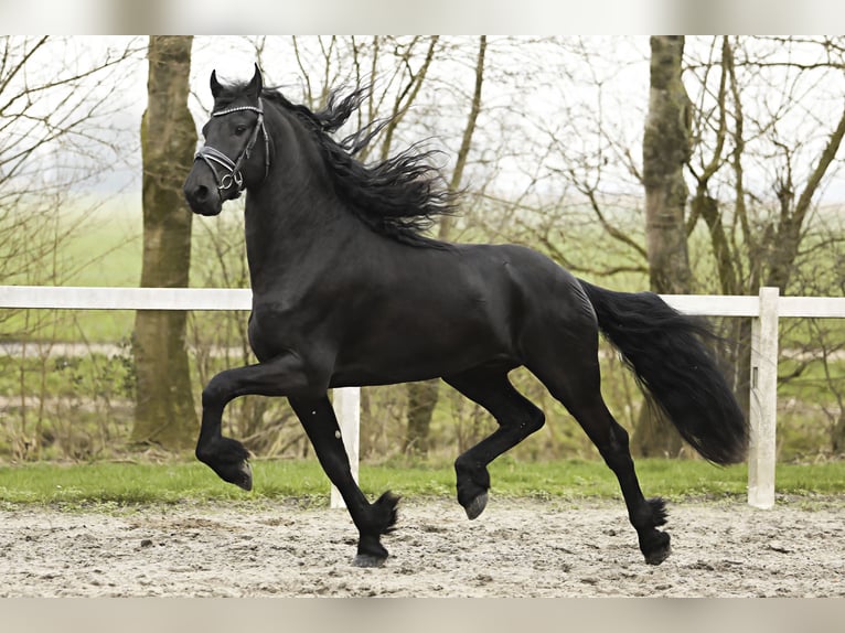 Fries paard Hengst 4 Jaar 169 cm Zwart in Britswert