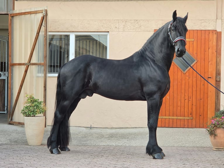 Fries paard Hengst 4 Jaar 169 cm Zwart in Ochtendung