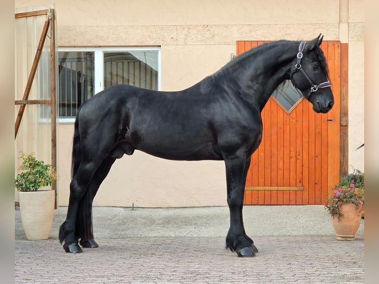 Fries paard Hengst 4 Jaar 169 cm Zwart in Ochtendung