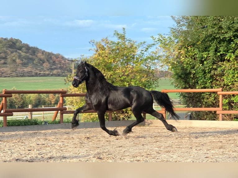 Fries paard Hengst 4 Jaar 169 cm Zwart in Ochtendung