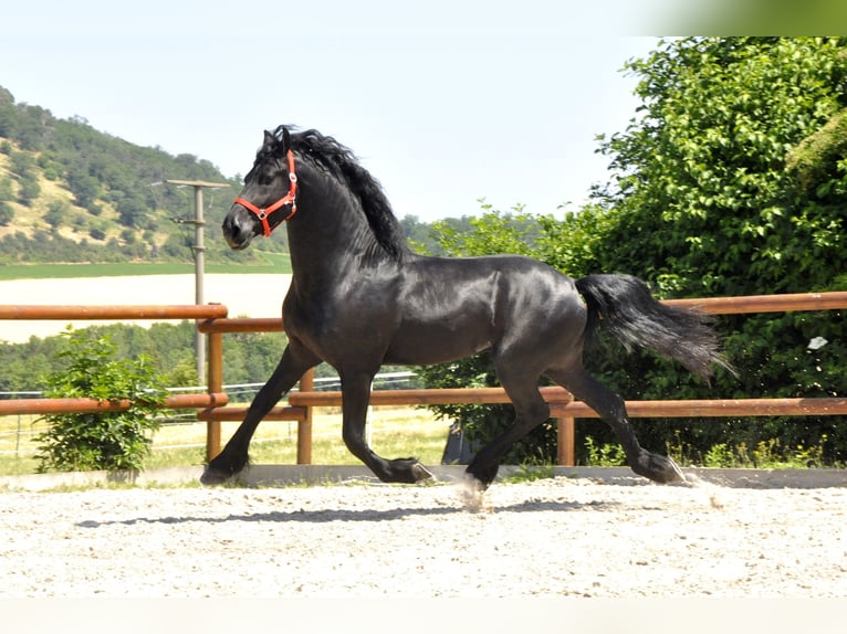 Fries paard Hengst 4 Jaar 170 cm Zwart in Ochtendung