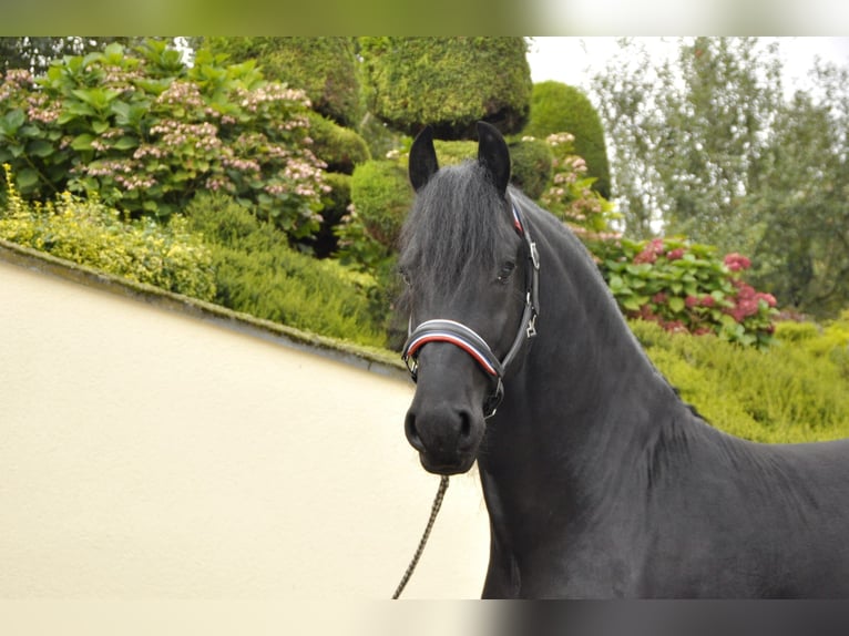 Fries paard Hengst 4 Jaar 170 cm Zwart in Ochtendung