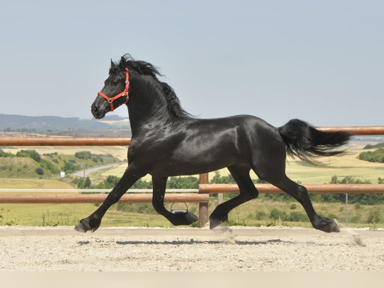 Fries paard Hengst 4 Jaar 170 cm Zwart in Ochtendung