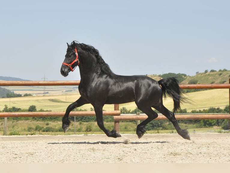 Fries paard Hengst 4 Jaar 170 cm Zwart in Ochtendung