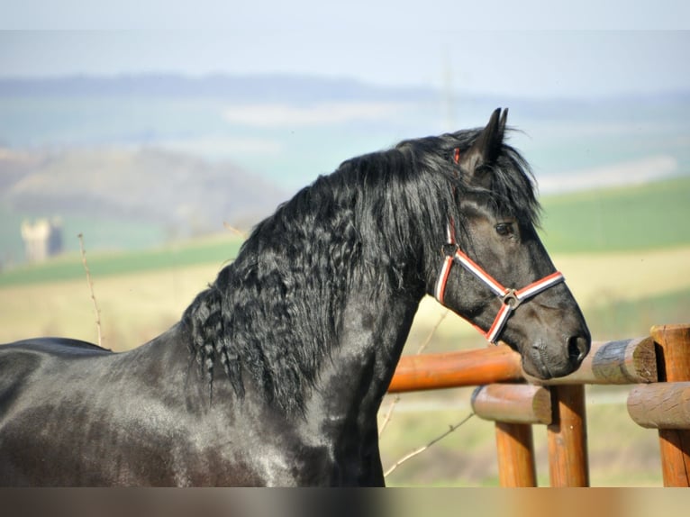 Fries paard Hengst 4 Jaar 170 cm Zwart in Ochtendung