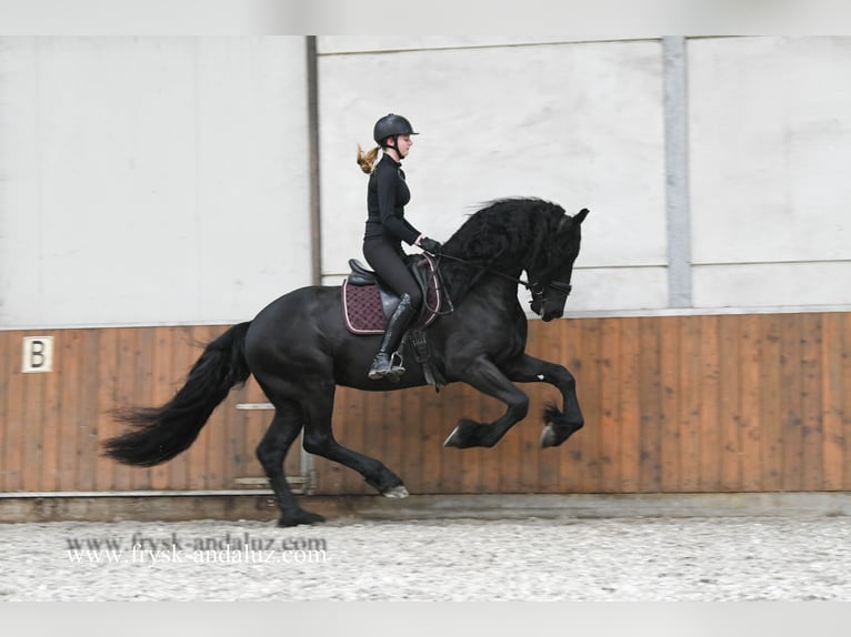 Fries paard Hengst 4 Jaar 170 cm Zwart in Mijnsheerenland