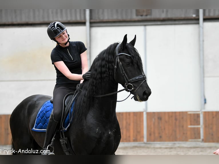 Fries paard Hengst 4 Jaar 170 cm Zwart in Mijnsheerenland