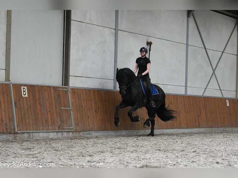Fries paard Hengst 4 Jaar 170 cm Zwart in Mijnsheerenland