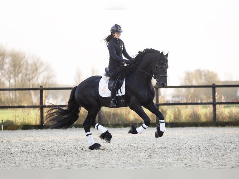 Fries paard Hengst 4 Jaar 171 cm Zwart in Harlingen