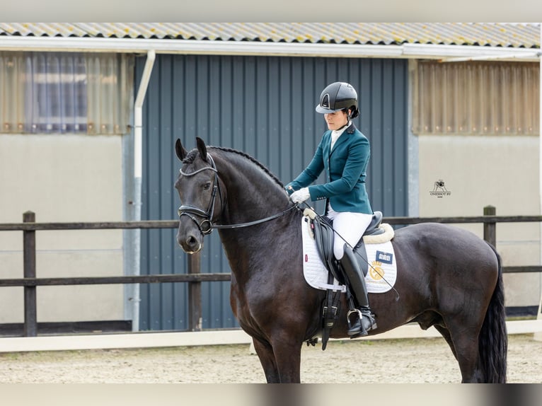 Fries paard Hengst 4 Jaar 171 cm Zwart in Harlingen