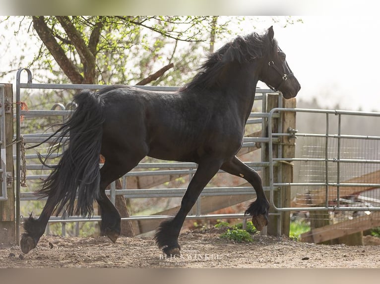 Fries paard Hengst 4 Jaar Zwart in Schöllnach