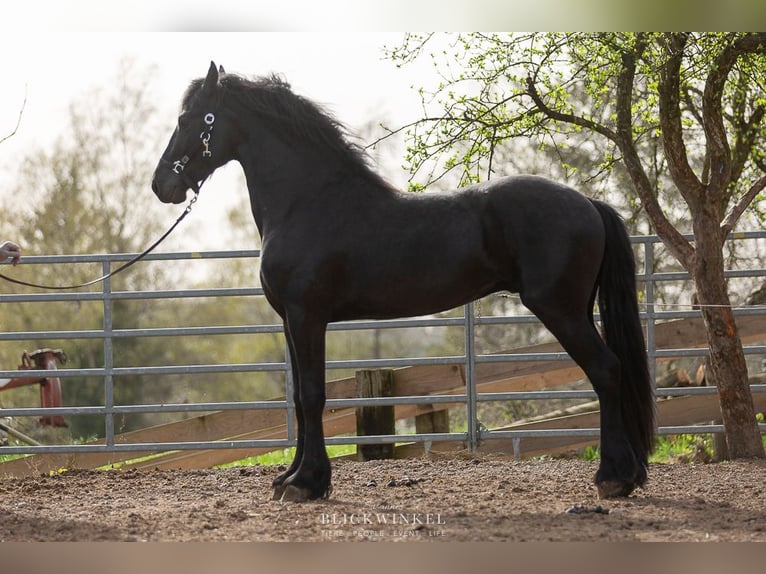 Fries paard Hengst 4 Jaar Zwart in Schöllnach