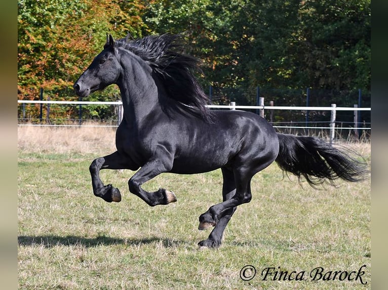 Fries paard Hengst 5 Jaar 158 cm Zwart in Wiebelsheim